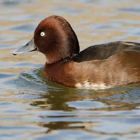 Ave acuática nadando en superficie