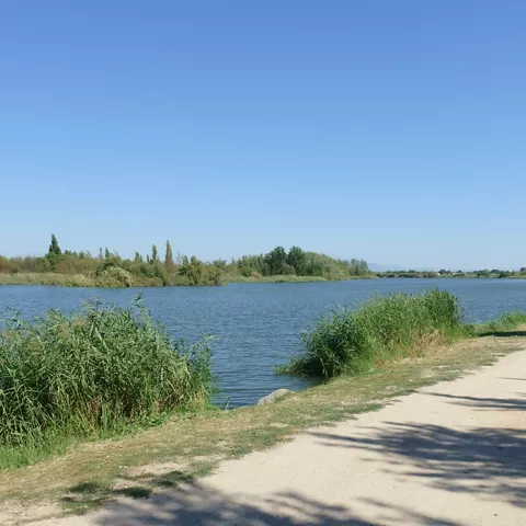 Sendero junto al río entre árboles y juncos