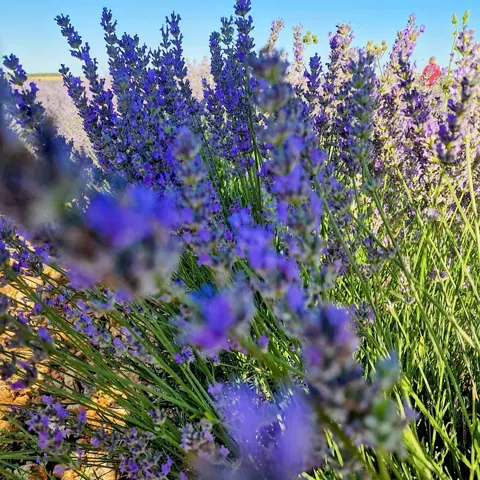 Detalle de flores de lavanda al sol