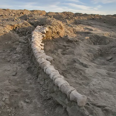 Columna vertebral fósil expuesta.