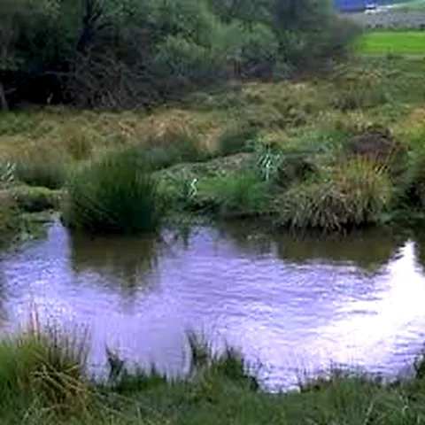 Pequeña laguna rodeada de juncos y vegetación ribereña.