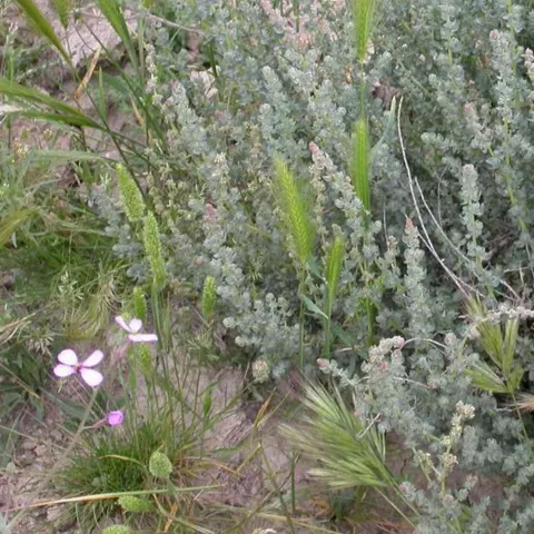 Vegetación baja de matorral y gramíneas en un entorno semiárido.