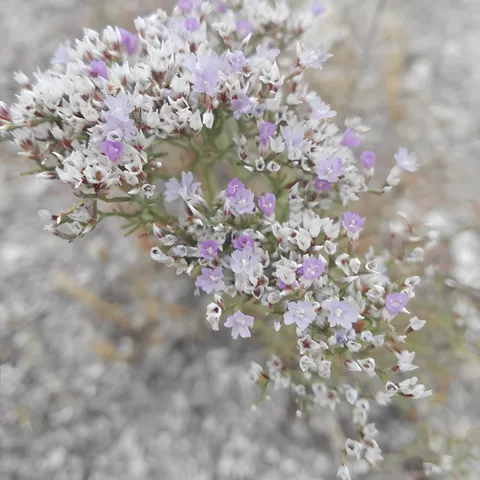 Flores pequeñas violetas sobre terreno claro