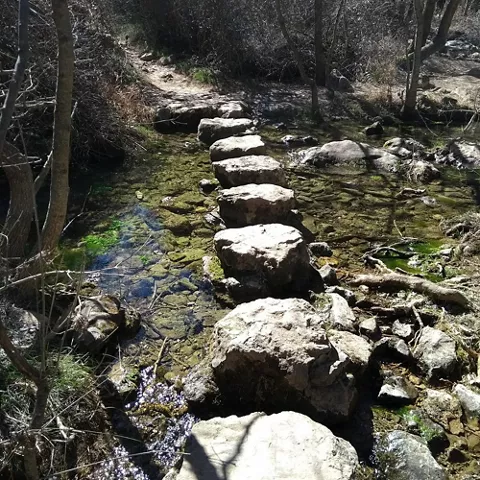 Sendero de piedras cruzando un arroyo entre árboles.
