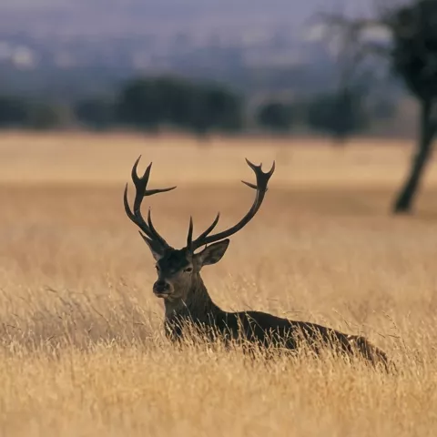 Ciervo en pradera de pasto seco