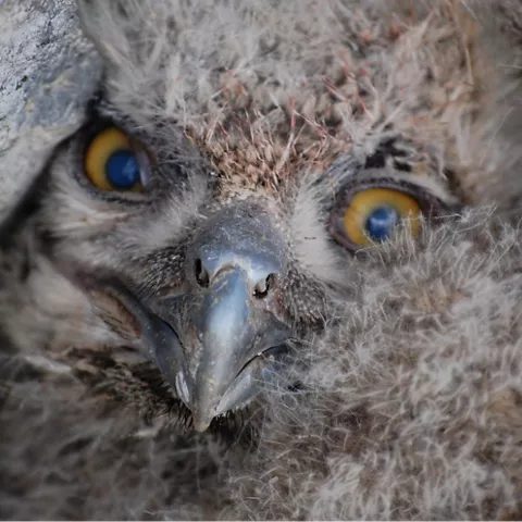 Primer plano de ave rapaz joven entre rocas