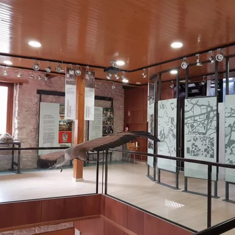 Espacio museístico con vitrinas y ave disecada en vuelo.