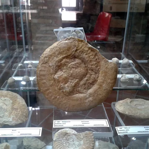 Fósil de ammonite en vitrina de museo.