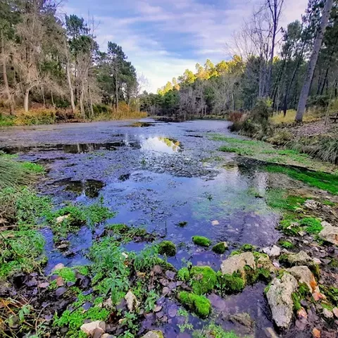 Zona húmeda con agua poco profunda, musgo y bosque alrededor.