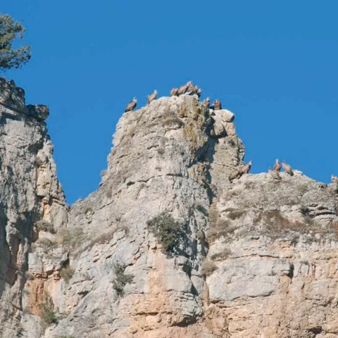 Buitres posados en crestas rocosas