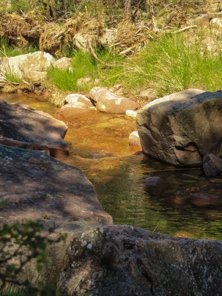 Arroyo de agua clara entre rocas y vegetación.