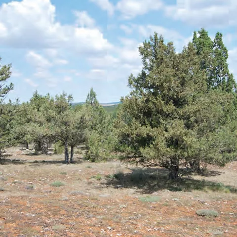 Bosque abierto en entorno natural protegido.