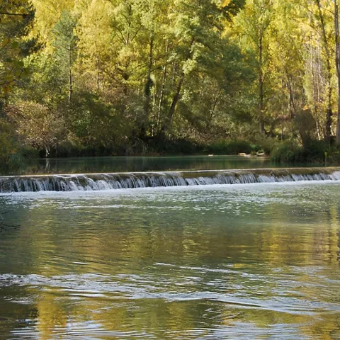 Remanso del río en bosque.