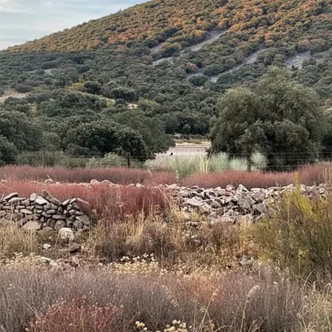 Ladera cubierta de matorral junto a un muro de piedra