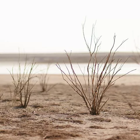 Matorral disperso sobre suelo salino seco
