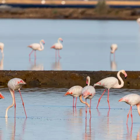 Grupo de flamencos caminando y buscando alimento en la laguna.