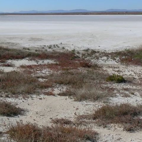 Orilla de laguna salina con matorral bajo y suelo claro.