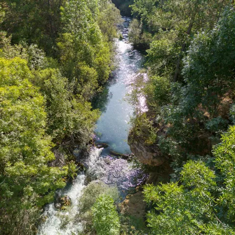 Río entre bosque de ribera