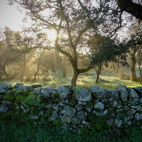 Bosque con niebla y rayos de sol tras un muro de piedra