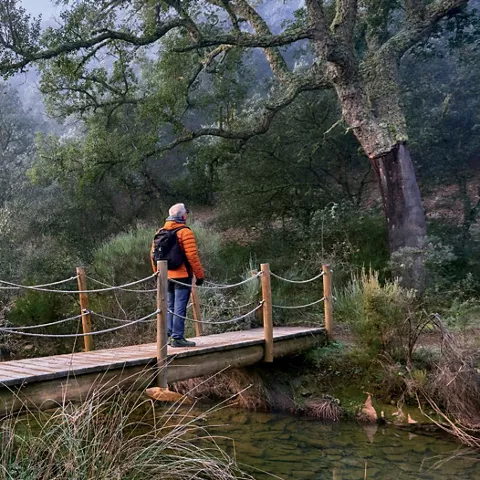 Senderista en puente junto a gran encina.