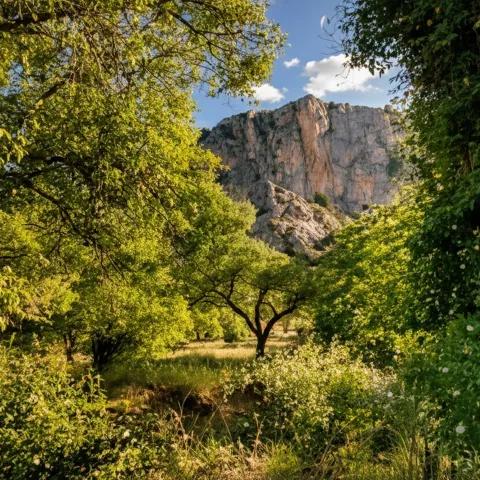 Sendero entre vegetación densa con pared rocosa al fondo iluminada por el sol.
