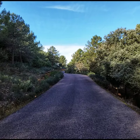 Carretera asfaltada entre pinos y vegetación en zona de monte.