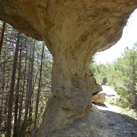 Formación rocosa singular en bosque.