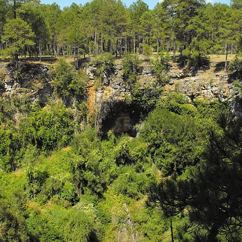 Pared rocosa cubierta de vegetación y bosque
