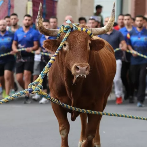 Toro con cuerda avanzando de frente mientras un grupo lo acompaña por la calle.
