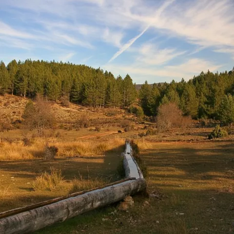 Pradera con canal de riego y bosque de pinos