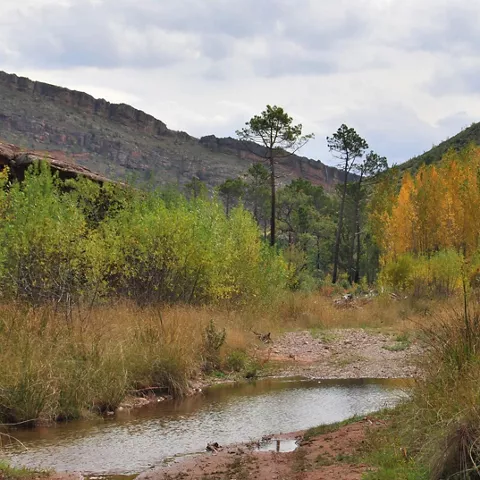 Valle fluvial con bosque.
