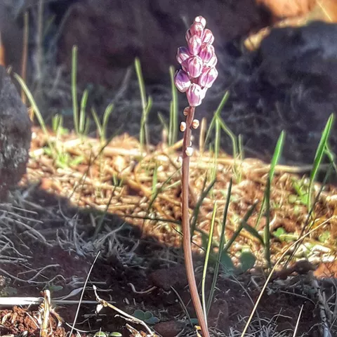 Flor silvestre creciendo entre rocas volcánicas