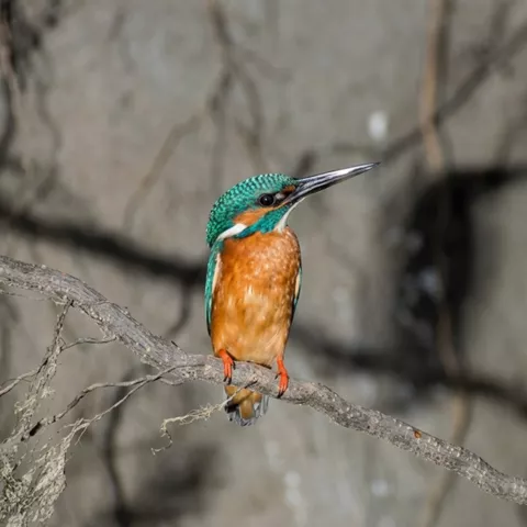 Ave de ribera sobre rama junto al agua