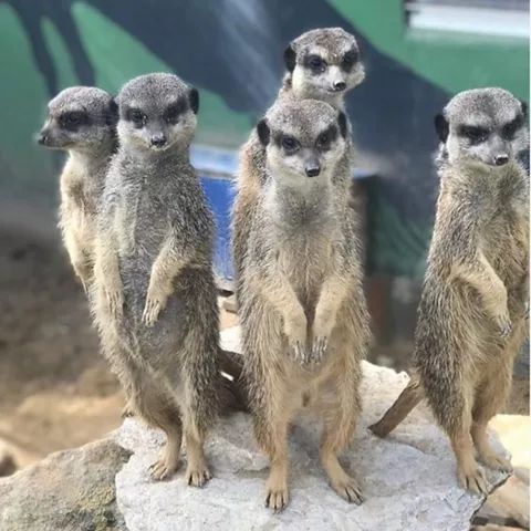 Grupo de suricatas erguidas sobre una roca vigilando el entorno