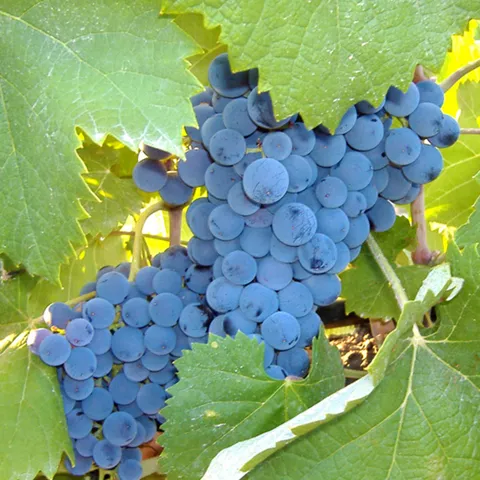 Racimo de uvas tintas maduras entre hojas verdes.