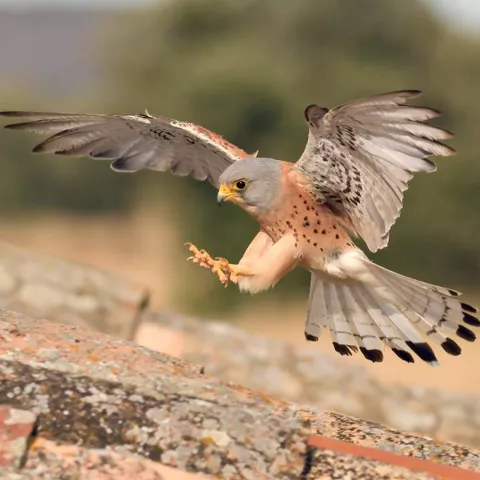Ave rapaz volando sobre un tejado