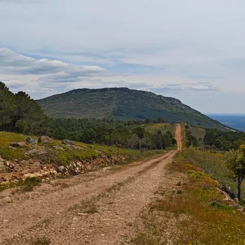 Pista de tierra hacia una loma cubierta de pinos