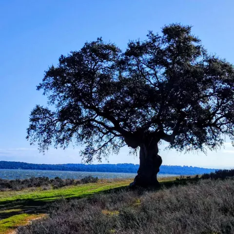 Árbol solitario junto a la orilla del lago