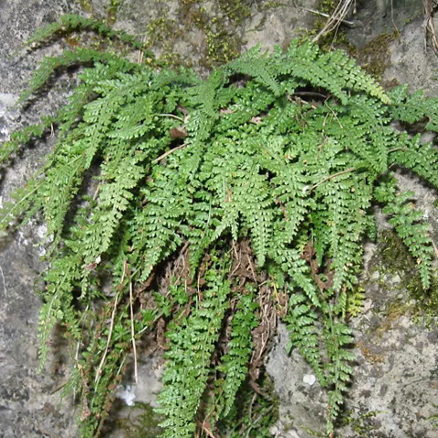 Helecho en la serrezuela de Valsalobre