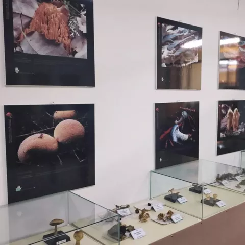 Exposición de setas en el Museo AVAN