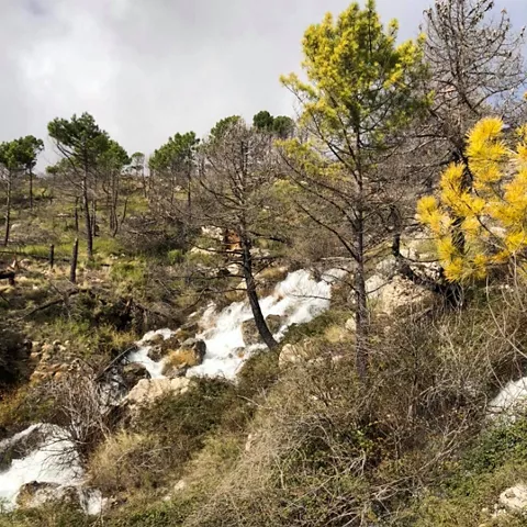 Ruta senderista al nacimiento del arroyo Bravo en Yeste