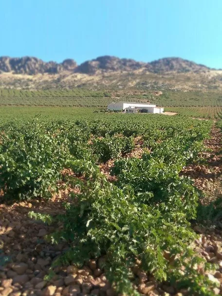 Panorámica del Pago Florentino