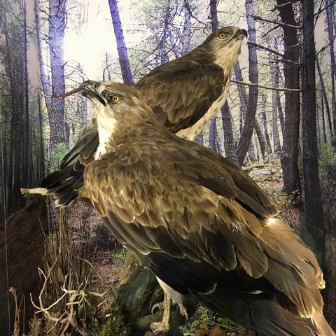 Aves rapaces naturalizadas en vitrina.