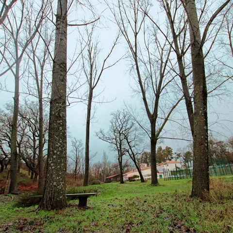 Bosque con árboles altos y edificio al fondo