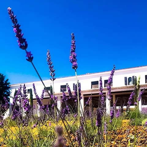 Plantas de lavanda en primer plano frente a una construcción rural.