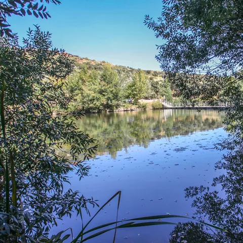 Río tranquilo rodeado de árboles y reflejos en el agua