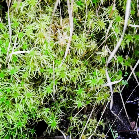 Detalle de musgo verde en ambiente húmedo