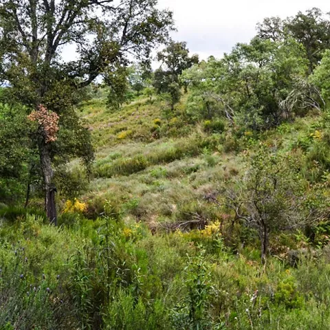 Paisaje de monte mediterráneo con matorral y arbolado disperso