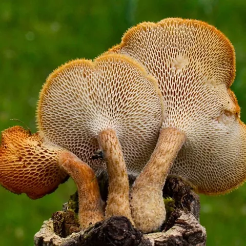 Grupo de setas sobre madera en entorno natural