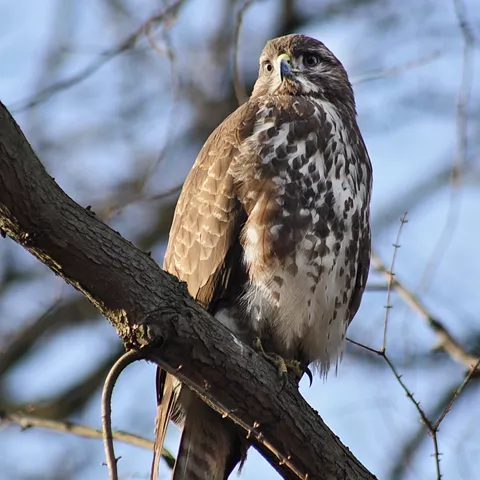 Ave rapaz posada en rama de árbol.